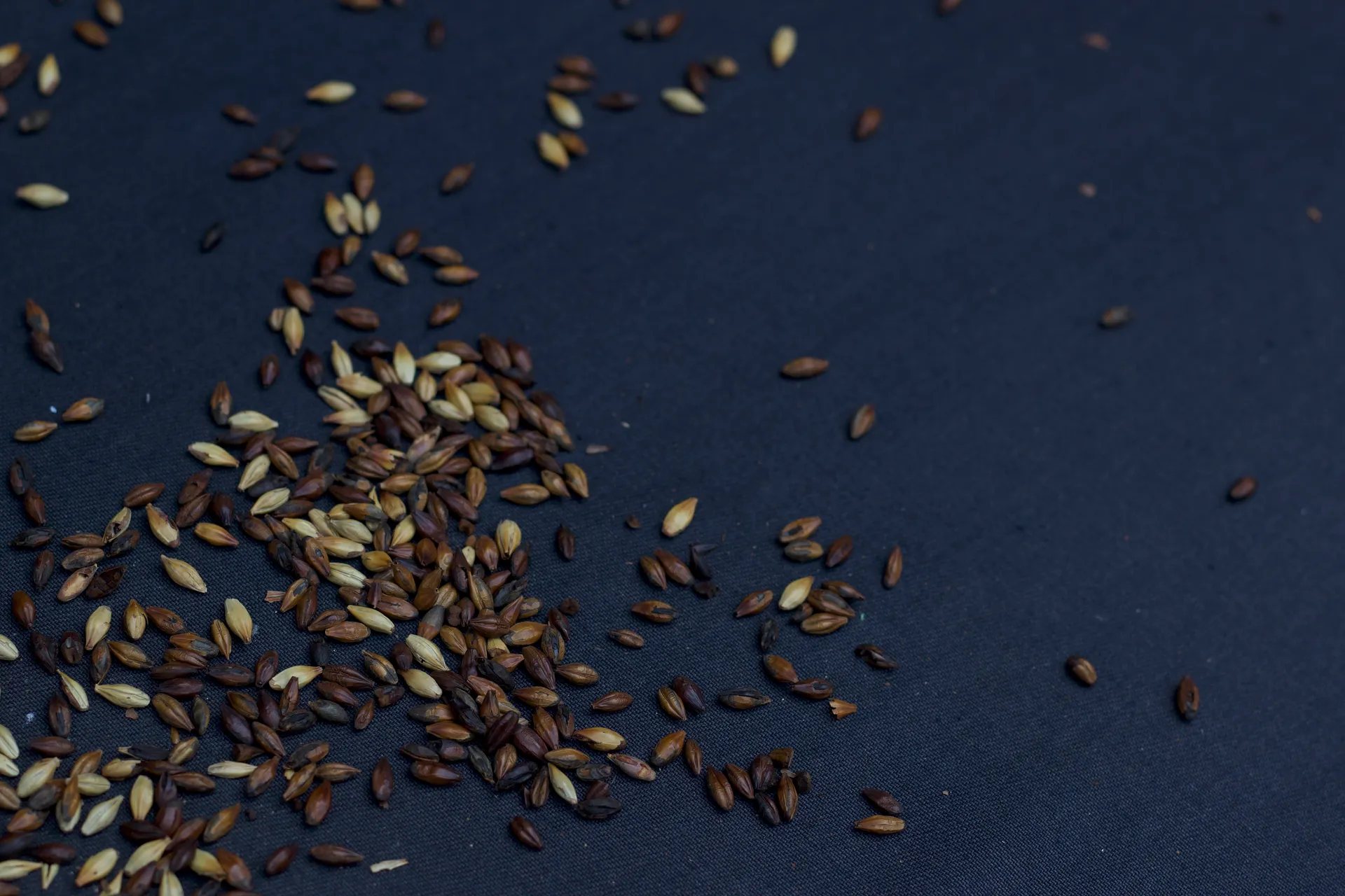 Malted barley grains